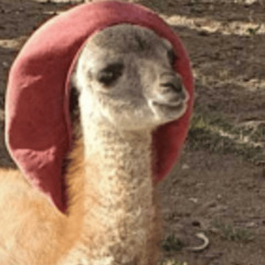 dia sencillo en donde se alimenta alos guanaco