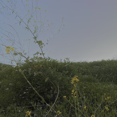 my kind of woman- mac demarco (COVER)