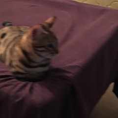 Hello My Name Is Jerald Song 17 Breakfast At Tiffany's (cover)