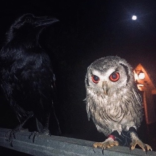 voices in my head (freestyle)