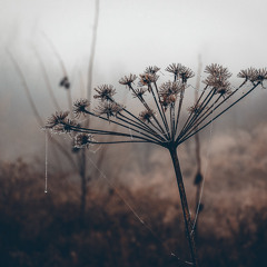 Fading echoes - Lydia Hart