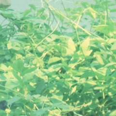 nghe luc nho anh (naa) - ngao