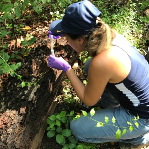 How Rita de Cassia Pessotti used iNaturalist to find beetle galleries in the wild