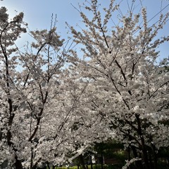 봄 여의도 벚꽃 믹스 믹셋 3월 4월 5월 벚꽃축제 믹스셋 April May Spring Cherry Blossom Mix Mixset