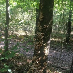 Atatuk Arboretum, Belgrad Ormalan, Parsel, Istanbul, TURKEY