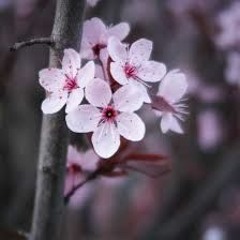 Blossoms Of Reminiscence