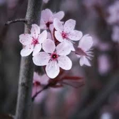 Blossoms Of Reminiscence