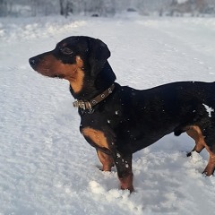 Karališka Erdvė - Pasmerktas