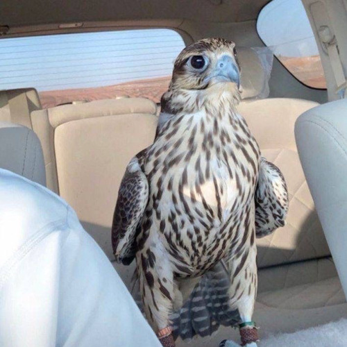 معاذ السيابي : ياهجري