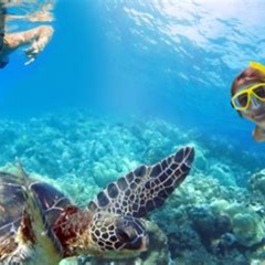 Best Snorkeling In St Thomas Near Cruise Port Prices Reviews
