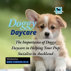 The Importance Of Doggy Daycare In Helping Your Pup Socialize In Auckland