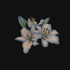 🪷SIMPLEMENTE 🧙🏻‍♂️ FRESAS 🍓🏌🏻‍♂️