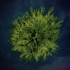 Tree of Life ( Progressive Psytrance Set 2020)