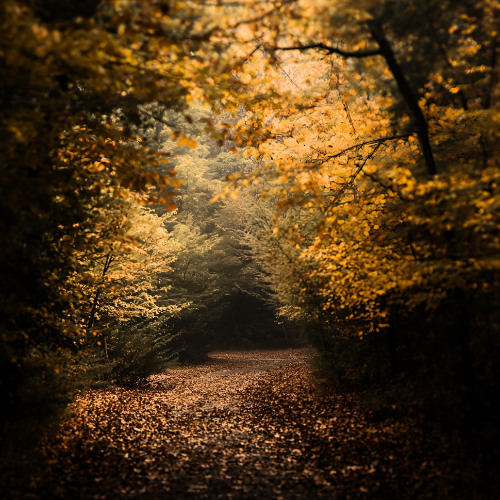 Fall, Leaves, Fall .. a poem by Emily Brontë