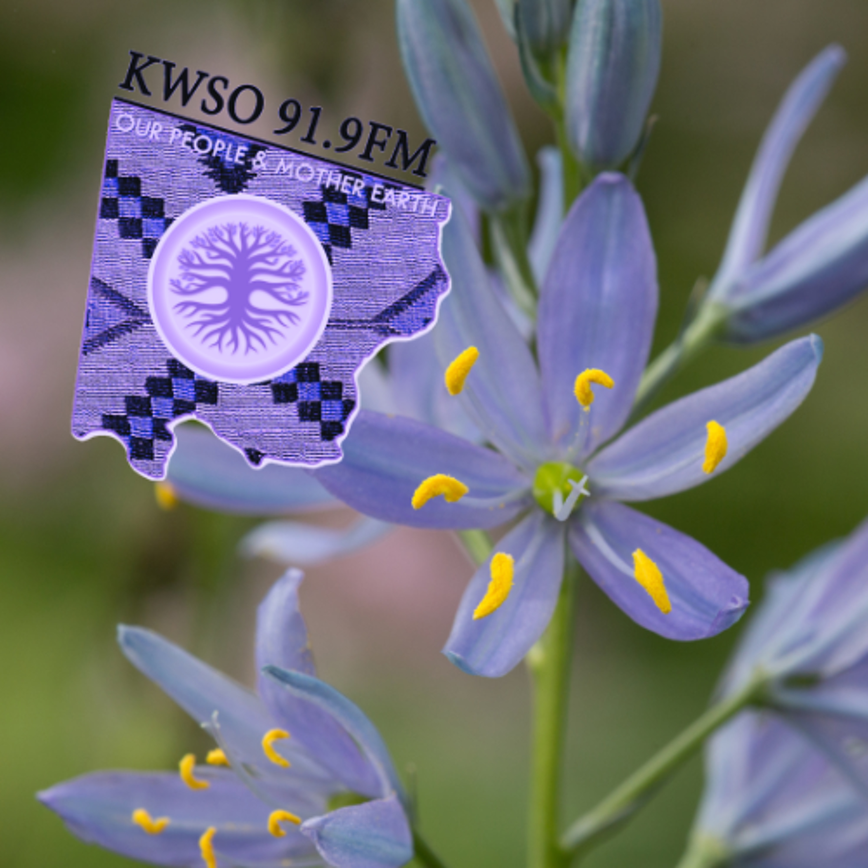 Jaylynn Suppah on Camas Root from the KWSO Archives - KWSO Our People & Mother Earth Program Podcast episode artwork