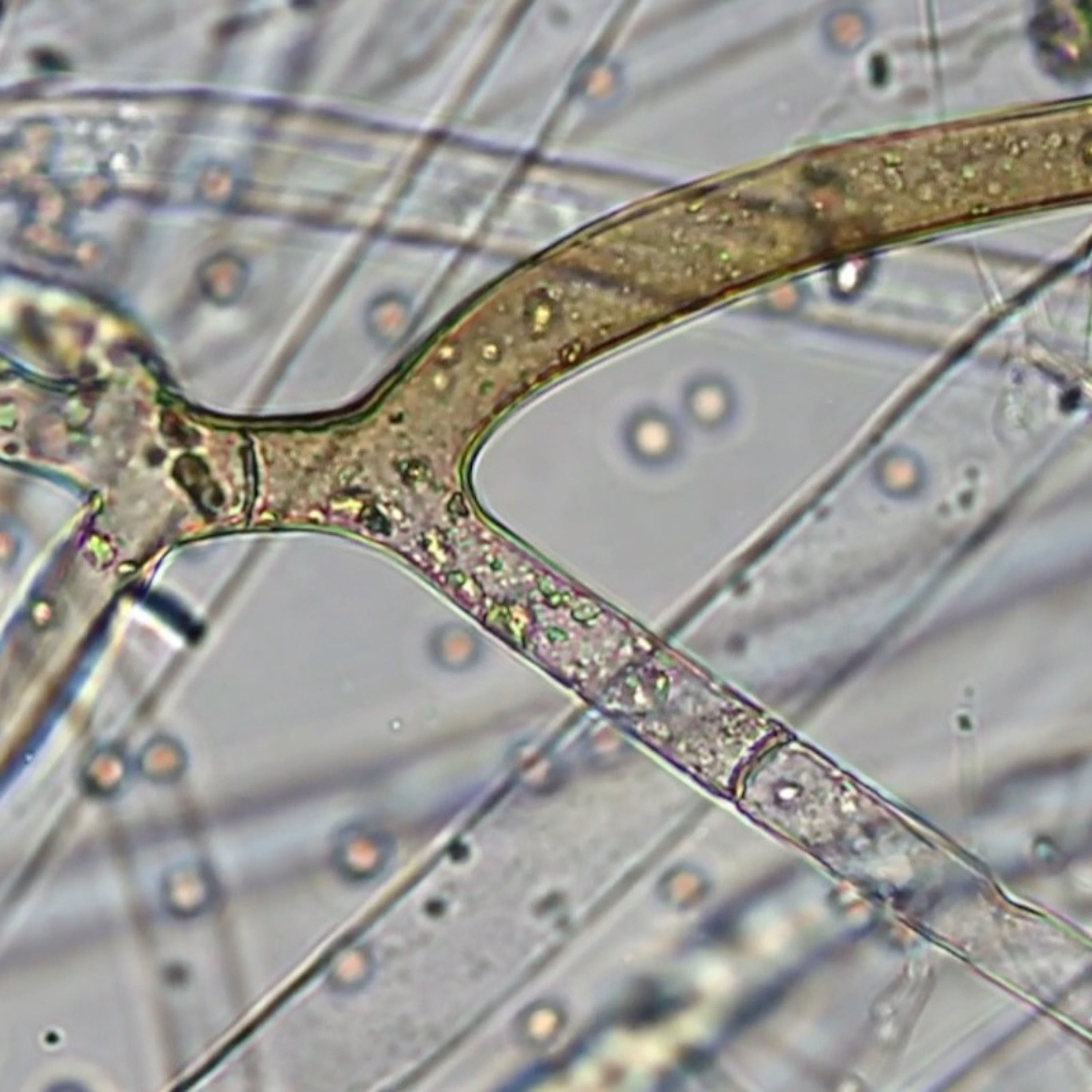 Ep. 178 | What are IMO-1 & IMO-2 with Matt Powers