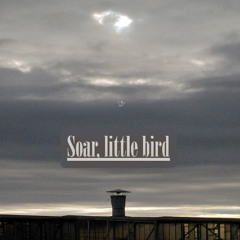 soar, little bird
