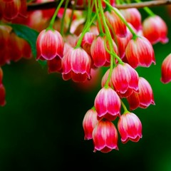 Deep Red Bells - Neko Case