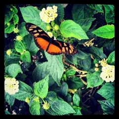 Jazz Voicings - Fei, unedited (2016)