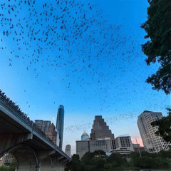 Best Congress Avenue Bat Bridge Kayak Tour In Austin Tours Review