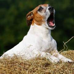 Whiny Dog