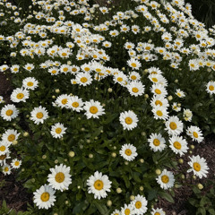 dioxide ft. anti (t¥see)