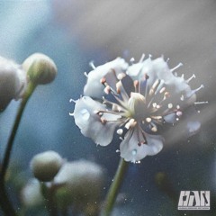 HDN036 - TITVS - Gypsophila