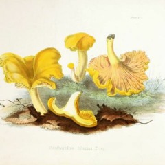 HK_Fantaisies_tracks_121