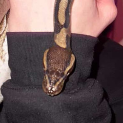 Rambunctious (Prod. xenii)