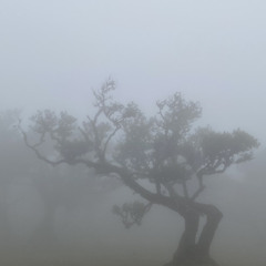 A forest wider than the sun