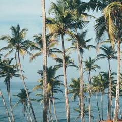 Palm Trees Cruising