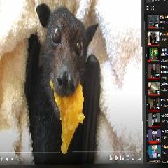 cute bat videos 2
