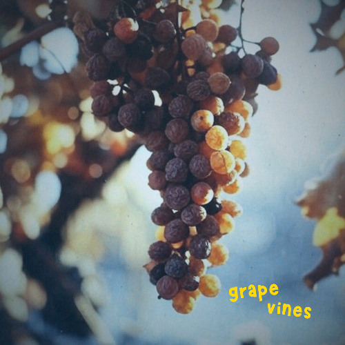 Grape Vines