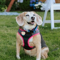 I Cant Stop Making Video Game Music