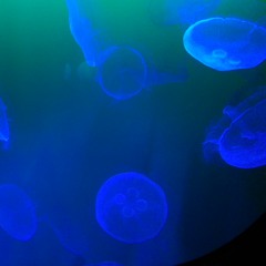 Deep House Quarantine (March 2020)