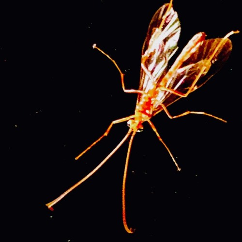 Sonic Mnemonic: Destination