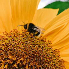 When the Flower is ready..... the Bee will Come Emergent Petals Attunement