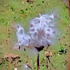 Summer's Milkweed Sings Farewell