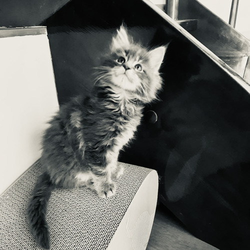 Дідухи фотографії