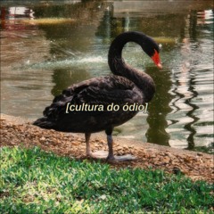 Camarão