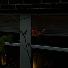 Dogwood (demo)