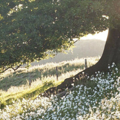 não voltar (brilho)