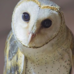 3Barn owl3