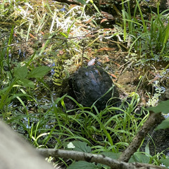 I’l die next summer-super slowed