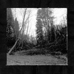 Dark//Forest