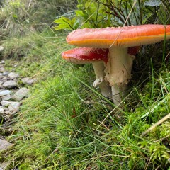 ShroomBloom