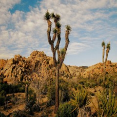 Desert Rain