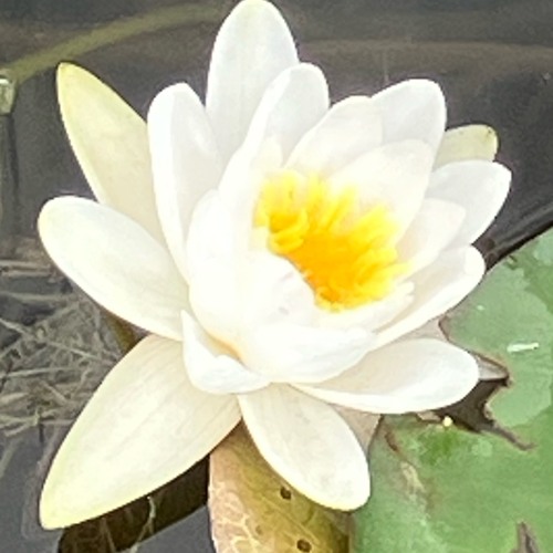 Yi Xi.wav