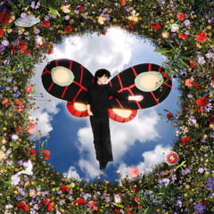 Des papillons dans le ventre