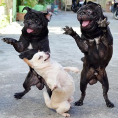 Dogs are dancing in the park | MBB 23.01.24 |